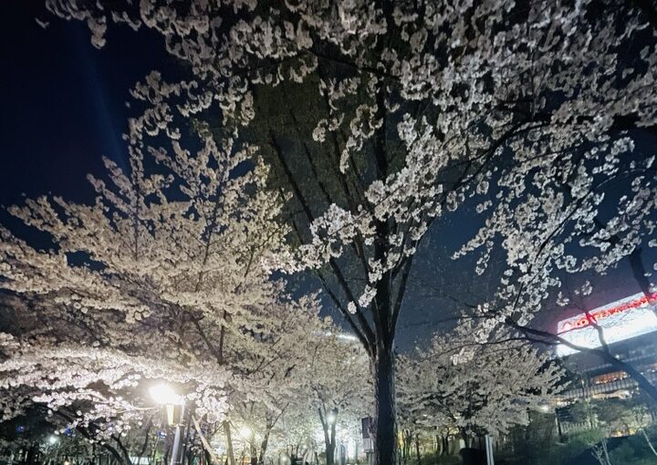 2021 03 31 zeperito wonderland