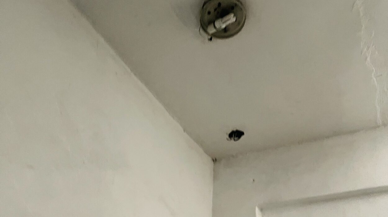 2021 05 15 zeperito wonderland