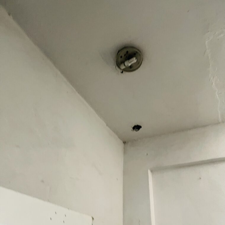 2021 05 15 zeperito wonderland