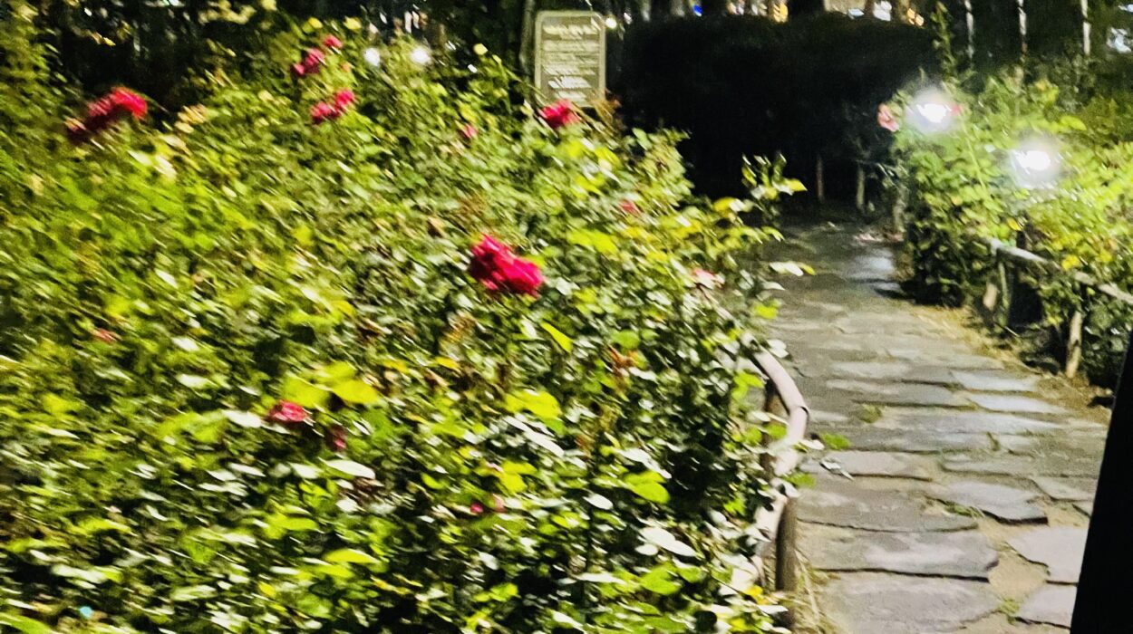 2021 06 18 zeperito wonderland