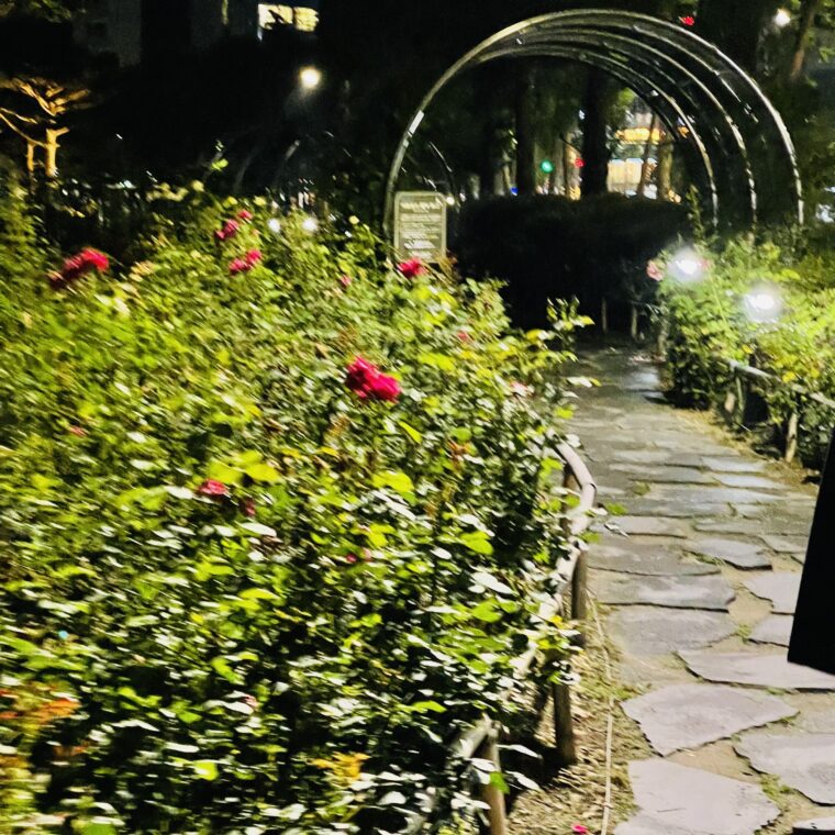 2021 06 18 zeperito wonderland