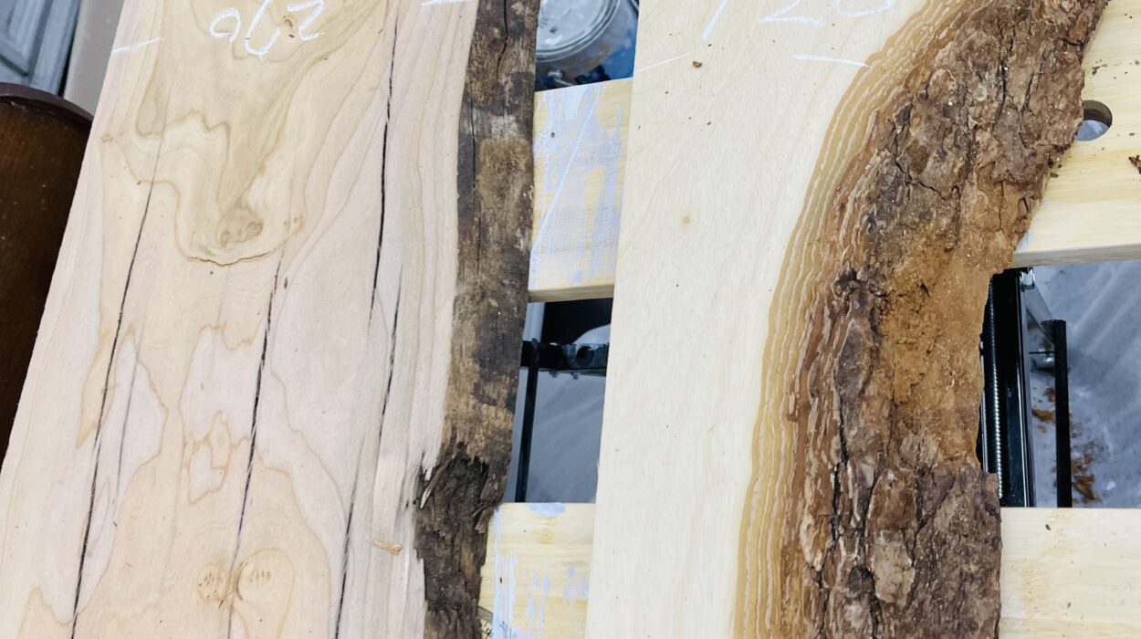 2023 03 15 zeperito wonderlandI 001