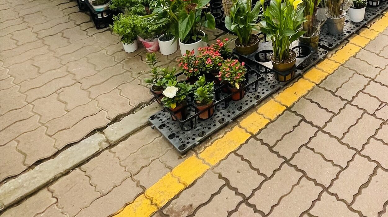 2021 06 04 zeperito wonderland