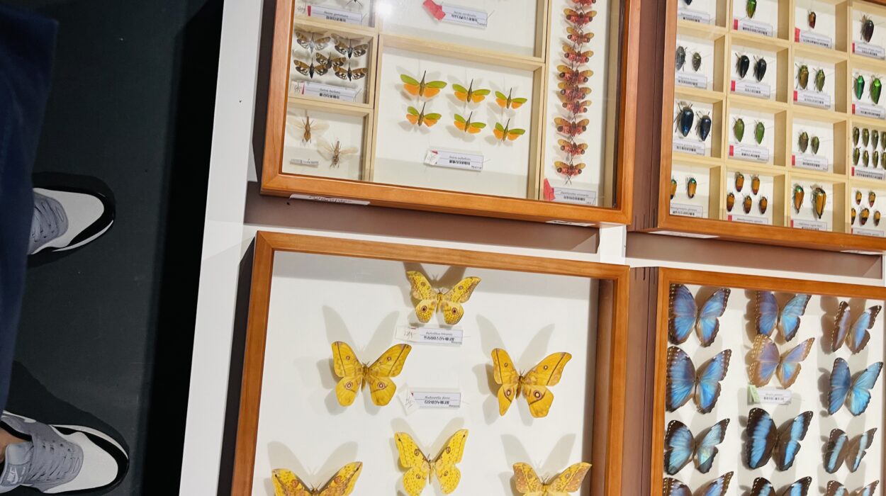 2021 06 20 zeperito wonderland 003