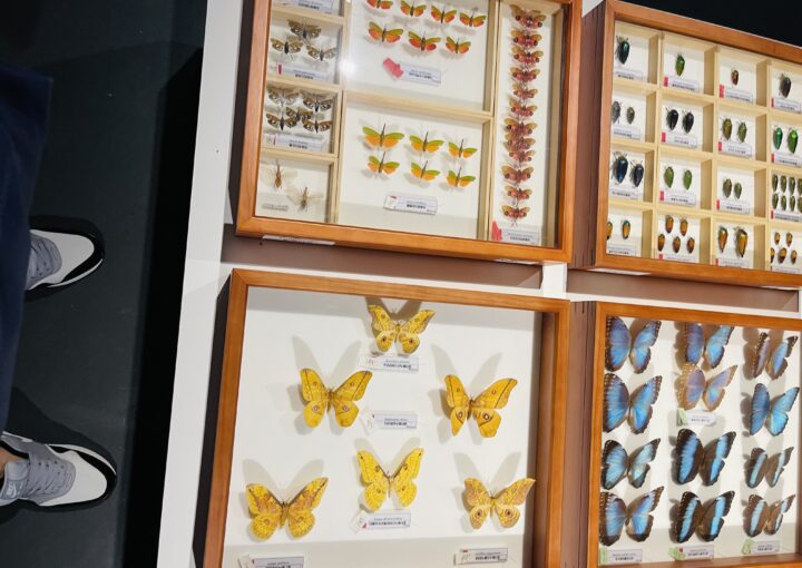 2021 06 20 zeperito wonderland 003