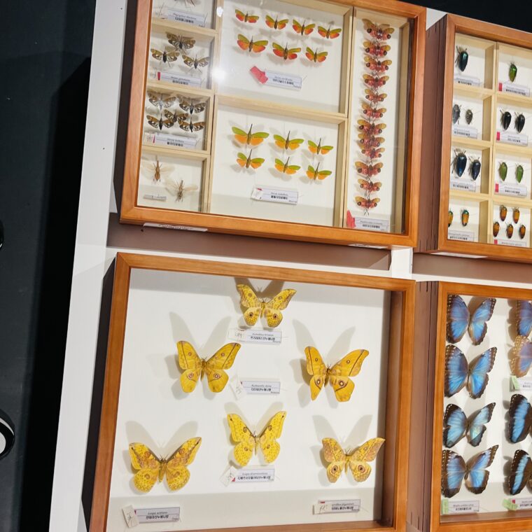 2021 06 20 zeperito wonderland 003