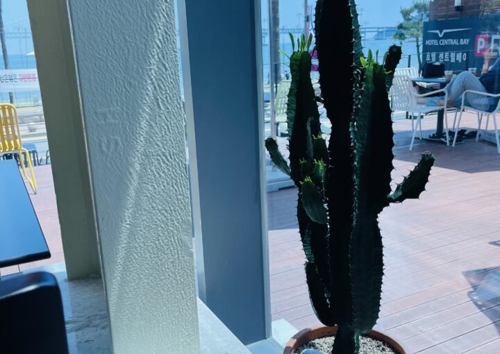 2021 06 25 zeperito wonderland 001