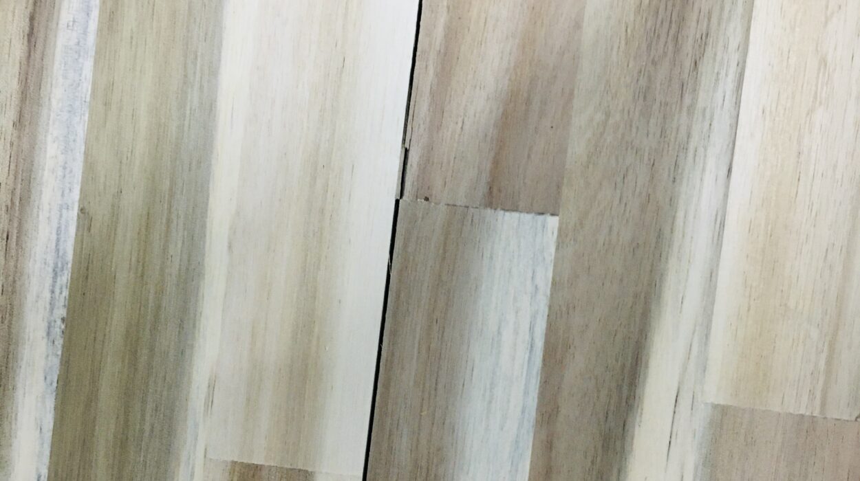 Zeperito Wonderland 아카시아 나무