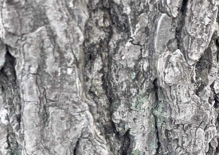 2023 04 08 zeperito wonderland