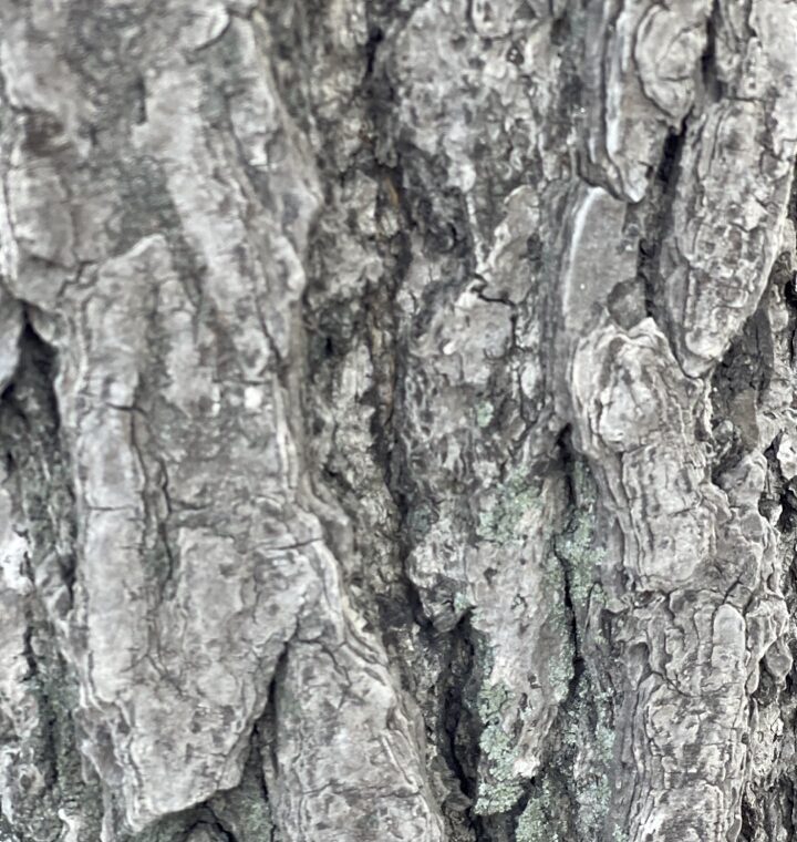 2023 04 08 zeperito wonderland