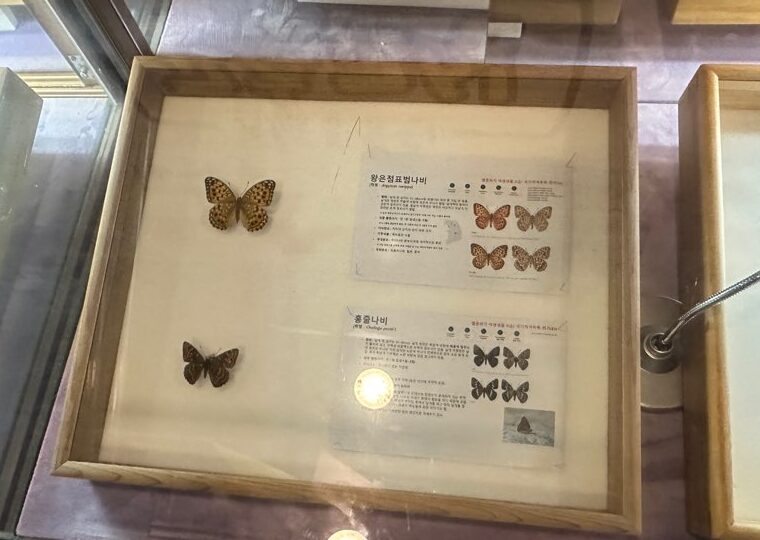 2023 06 04 zeperito wonderland