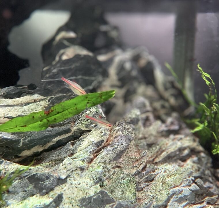 2023 09 28 zeperito wonderland