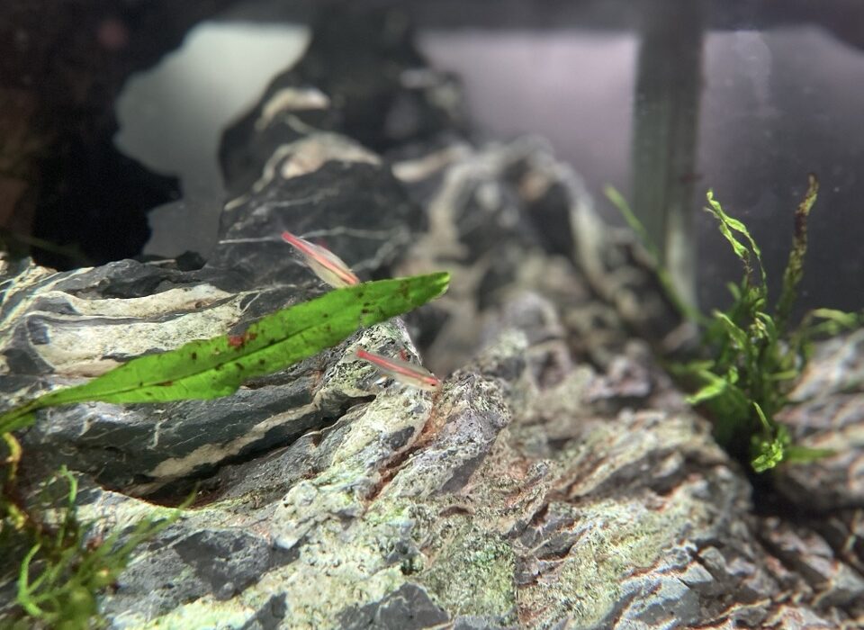 2023 09 28 zeperito wonderland