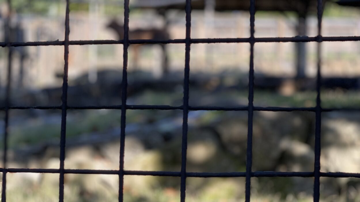 2023 10 01 zeperito wonderland