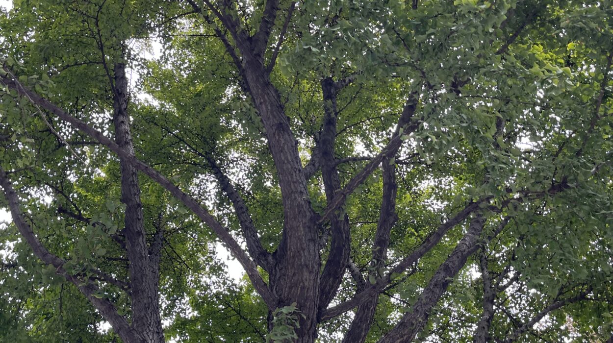 2023 10 07 zeperito wonderland