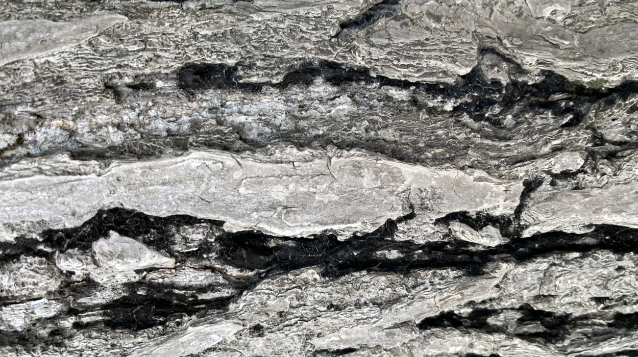 2023 10 28 Zeperito Wonderland