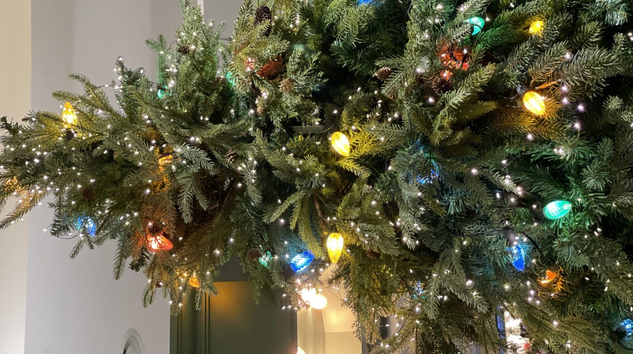 2023 12 23 Zeperito Wonderland