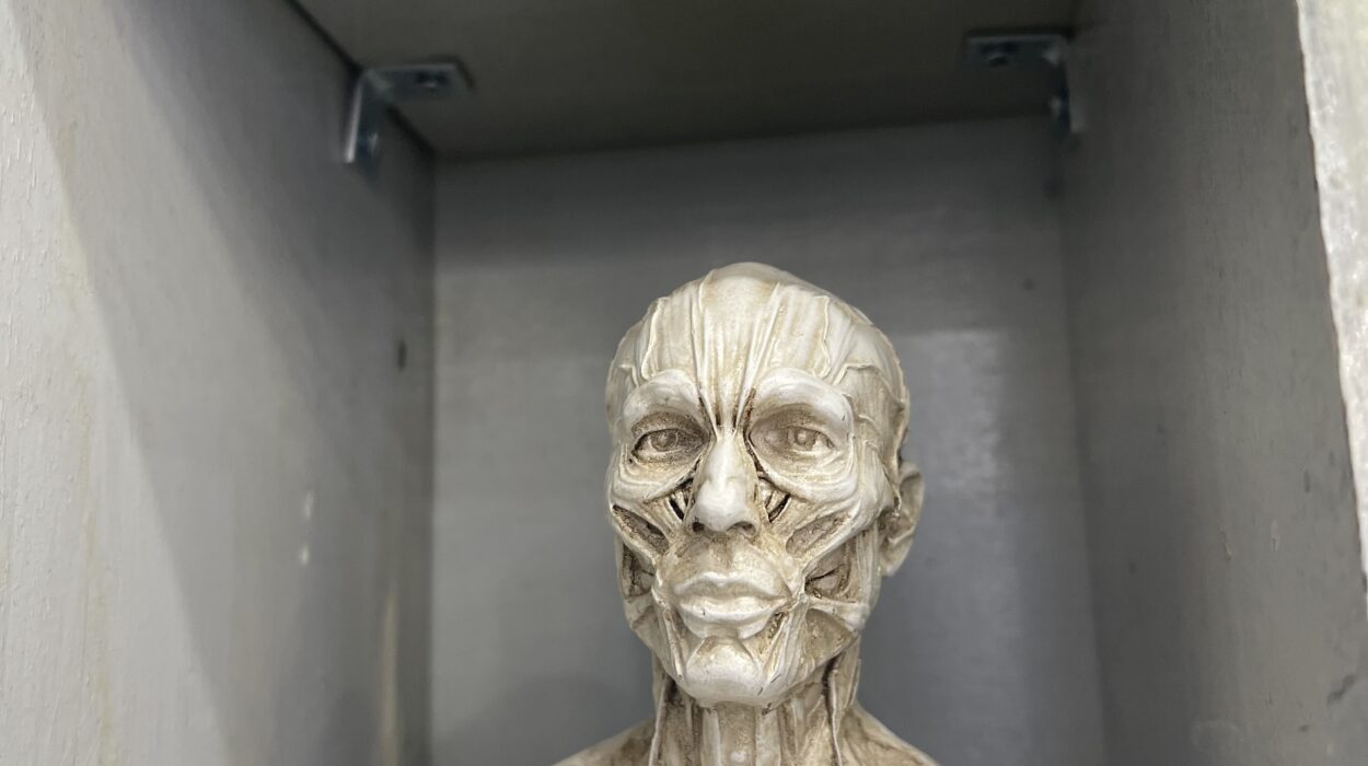 2024 01 22 Zeperito Wonderland