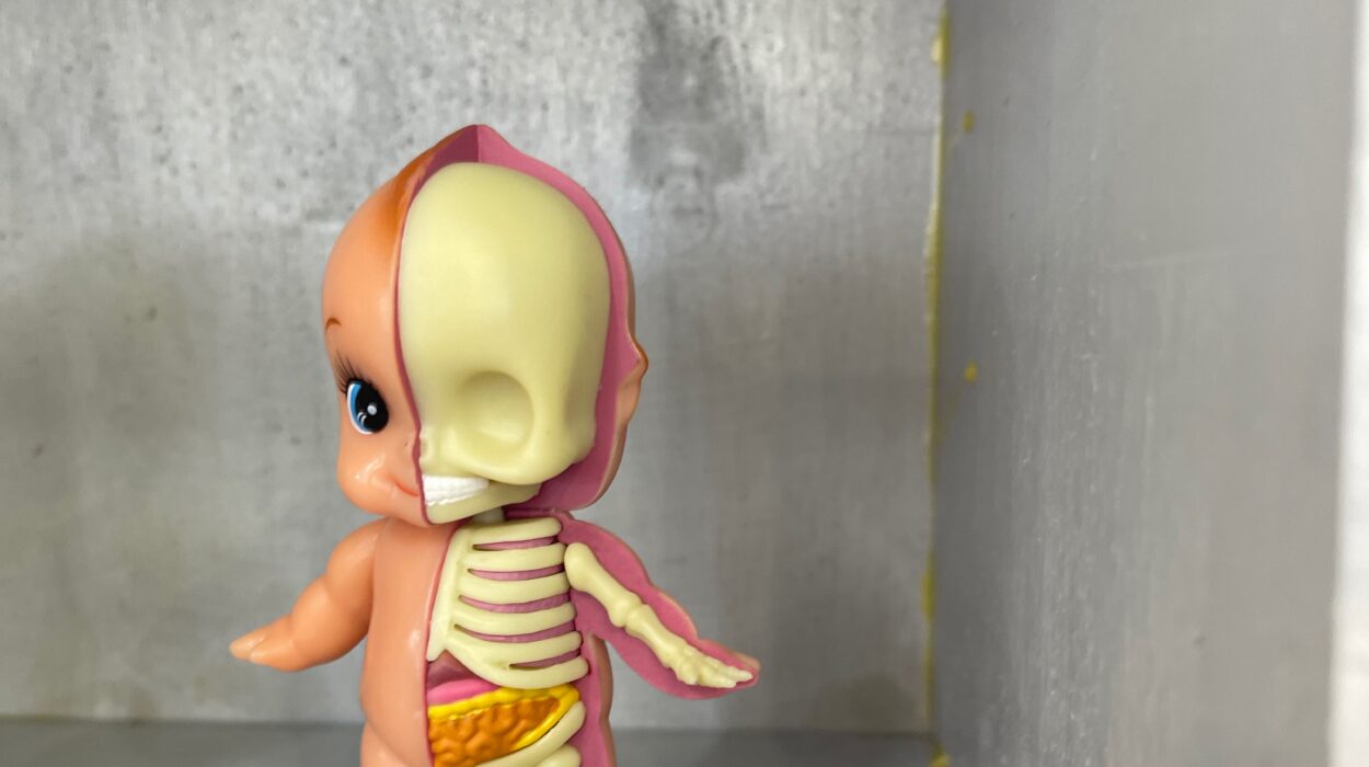 2024 02 05 Zeperito Wonderland