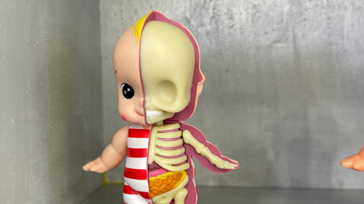 2024 02 06 Zeperito Wonderland