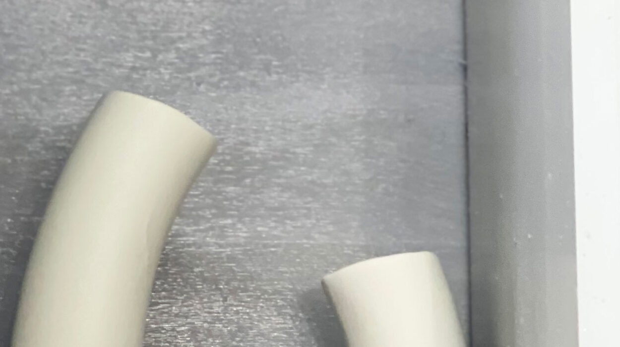 2024 02 22 Zeperito Wonderland