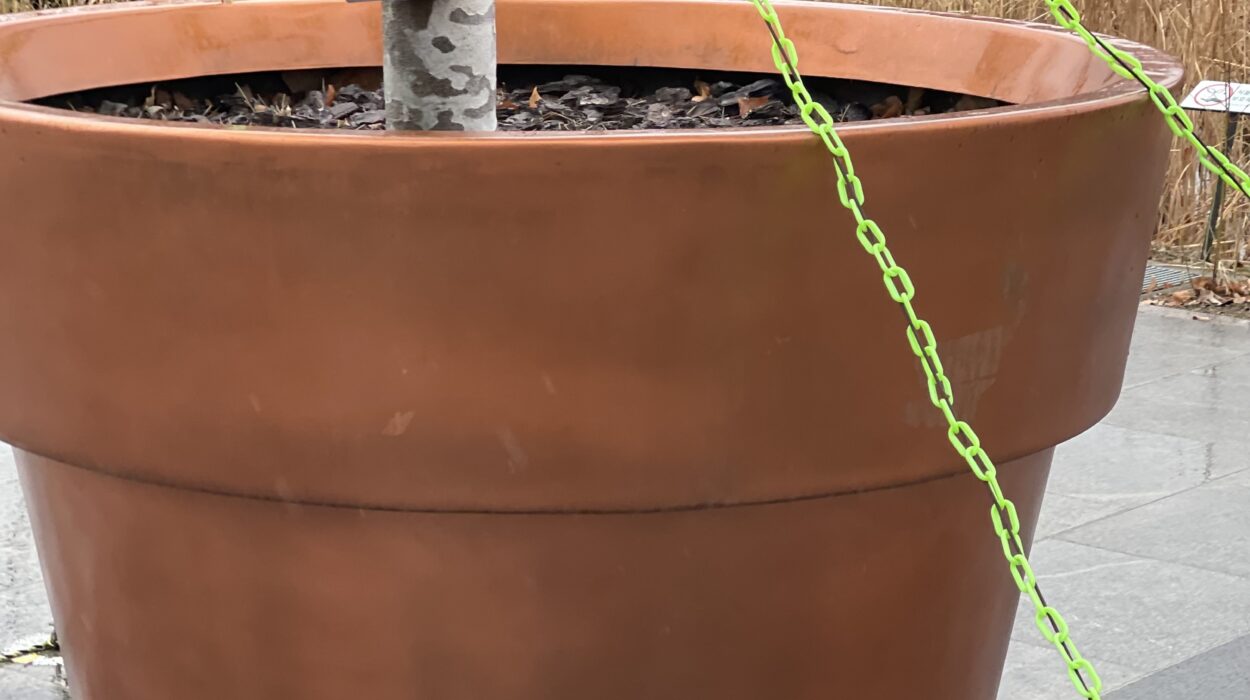 2024 02 25 Zeperito Wonderland