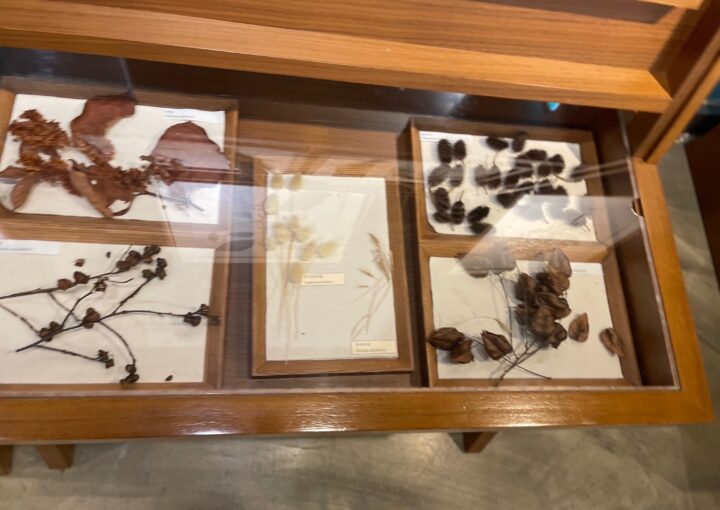 2024 02 26 Zeperito Wonderland