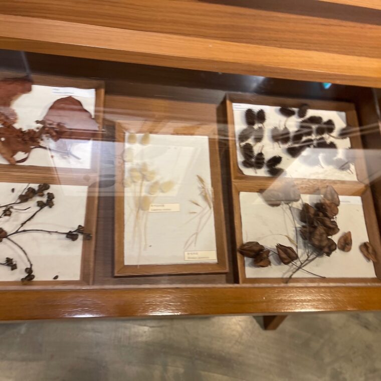 2024 02 26 Zeperito Wonderland