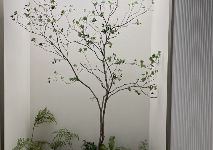 2024 03 04 Zeperito Wonderland