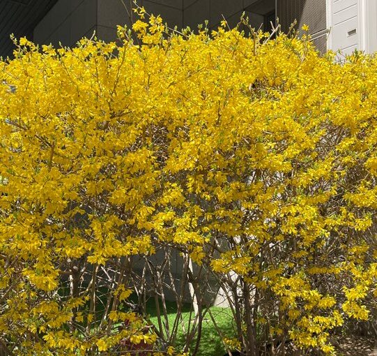 2024 04 13 Zeperito Wonderland