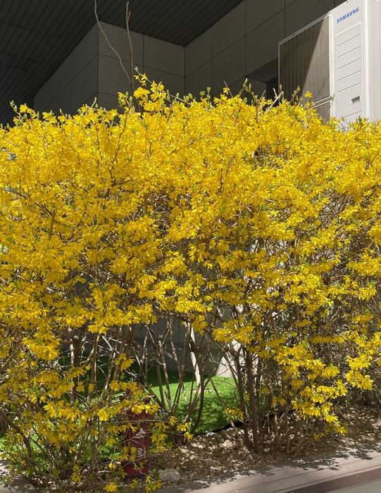 2024 04 13 Zeperito Wonderland