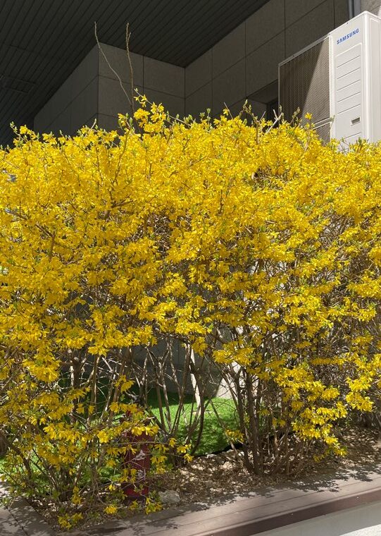 2024 04 13 Zeperito Wonderland