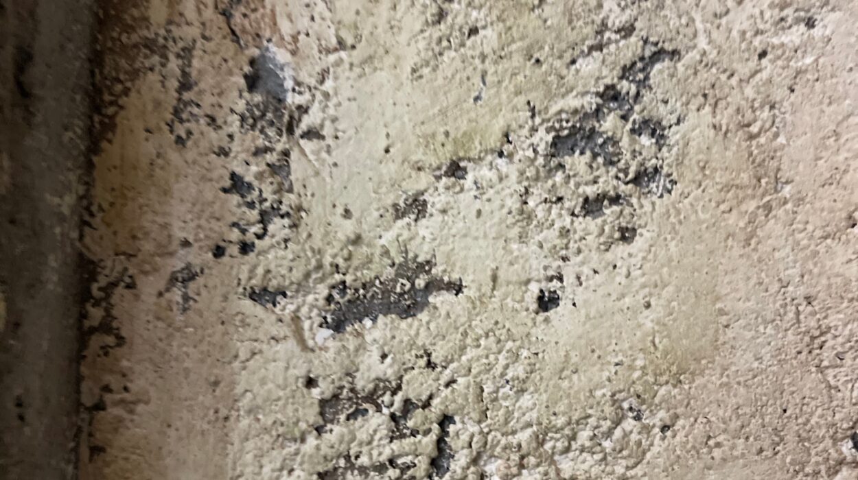 2024 04 21 Zeperito Wonderland