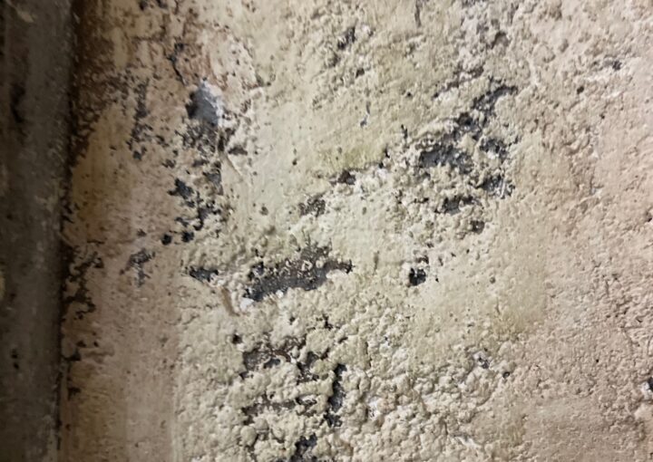 2024 04 21 Zeperito Wonderland