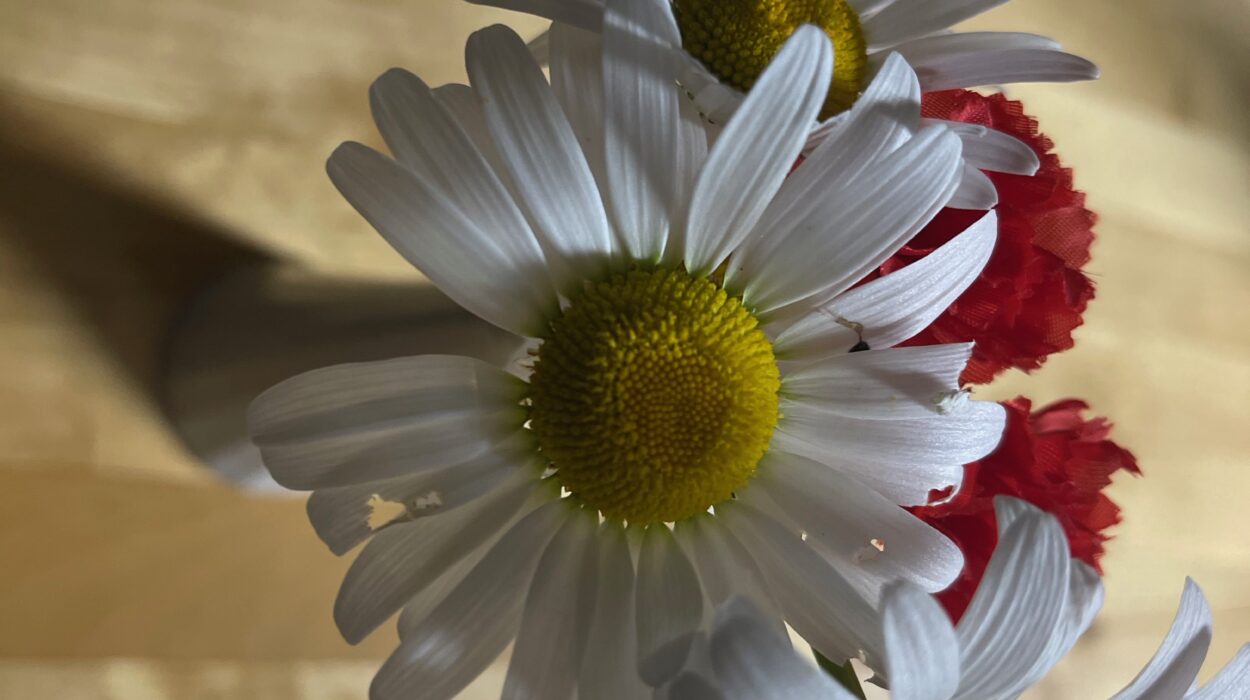 2024 06 05 Zeperito Wonderland