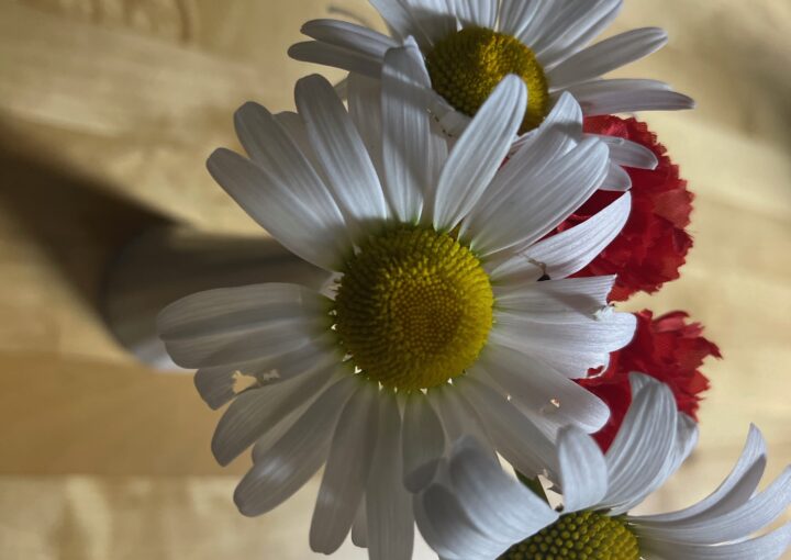 2024 06 05 Zeperito Wonderland