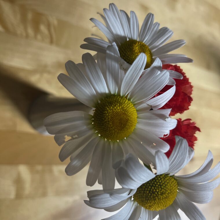 2024 06 05 Zeperito Wonderland