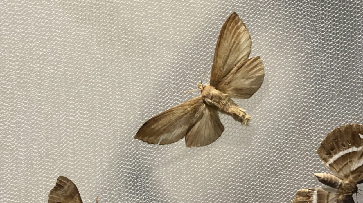 2024 11 05 Zeperito Wonderland