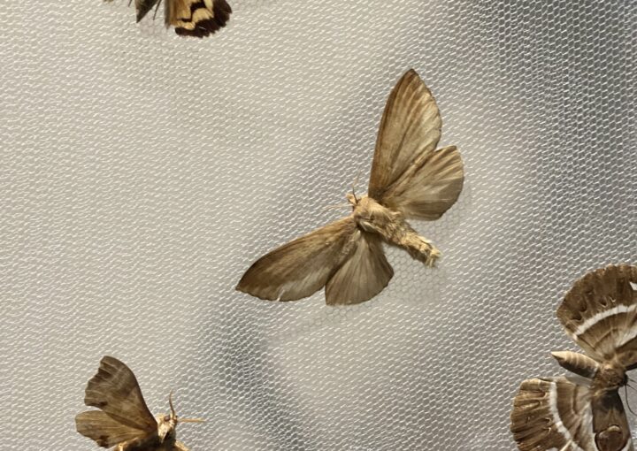 2024 11 05 Zeperito Wonderland