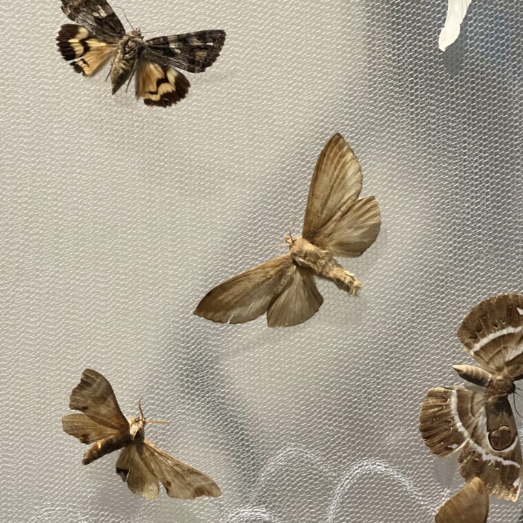 2024 11 05 Zeperito Wonderland