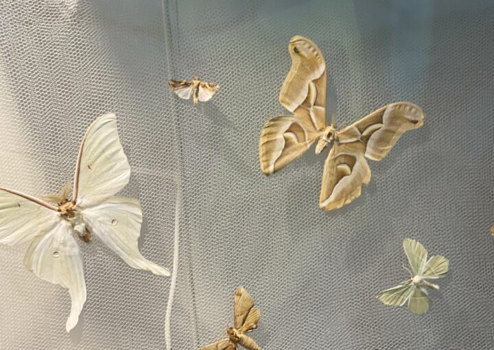 2024 11 04 Zeperito Wonderland