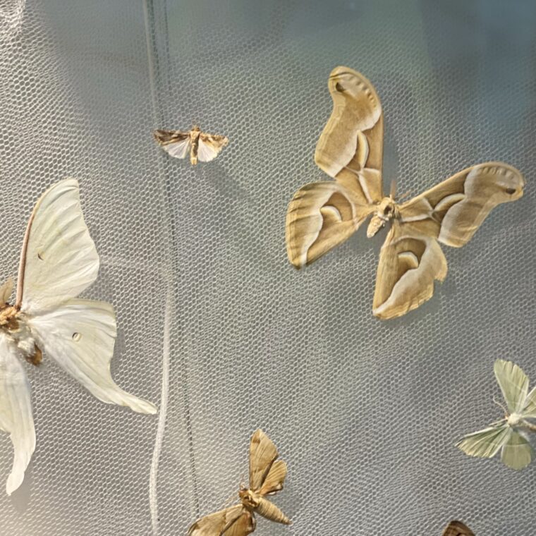 2024 11 04 Zeperito Wonderland