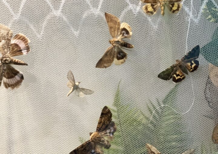 2024 11 06 Zeperito Wonderland