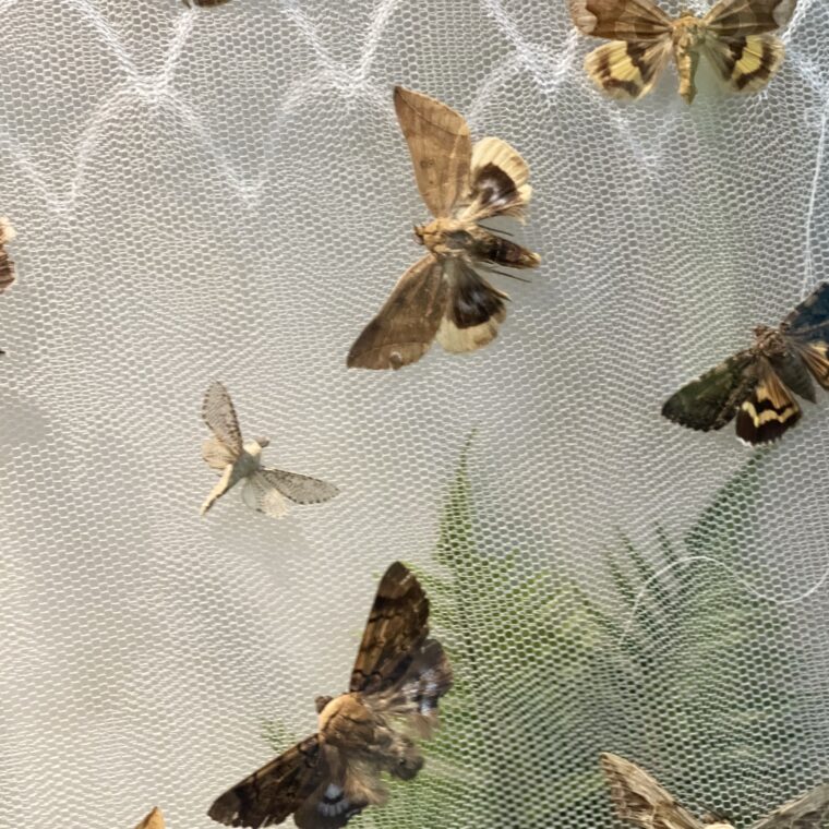 2024 11 06 Zeperito Wonderland