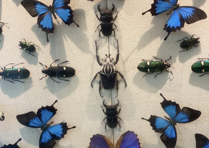 2024 11 09 Zeperito Wonderland