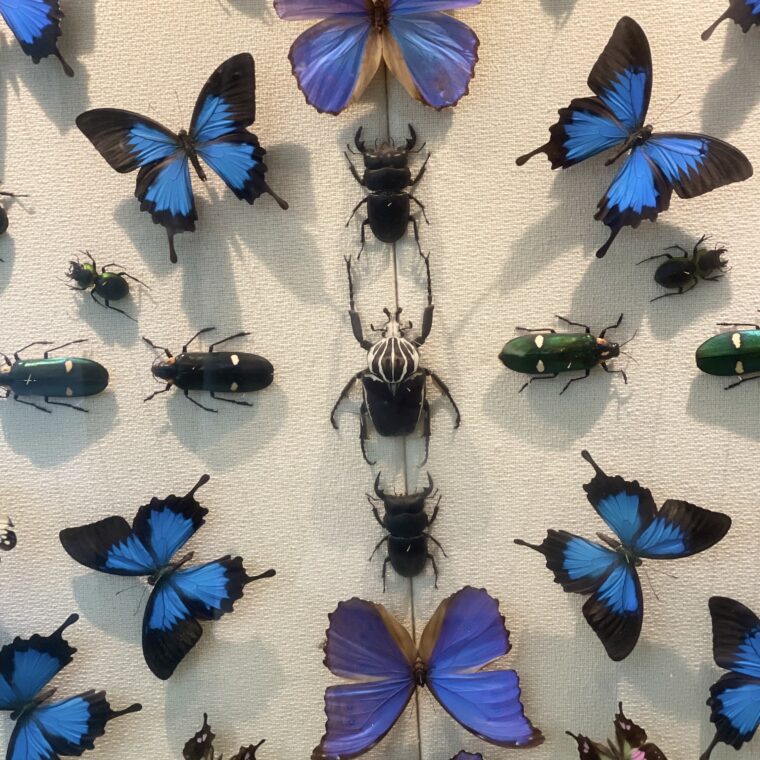 2024 11 09 Zeperito Wonderland