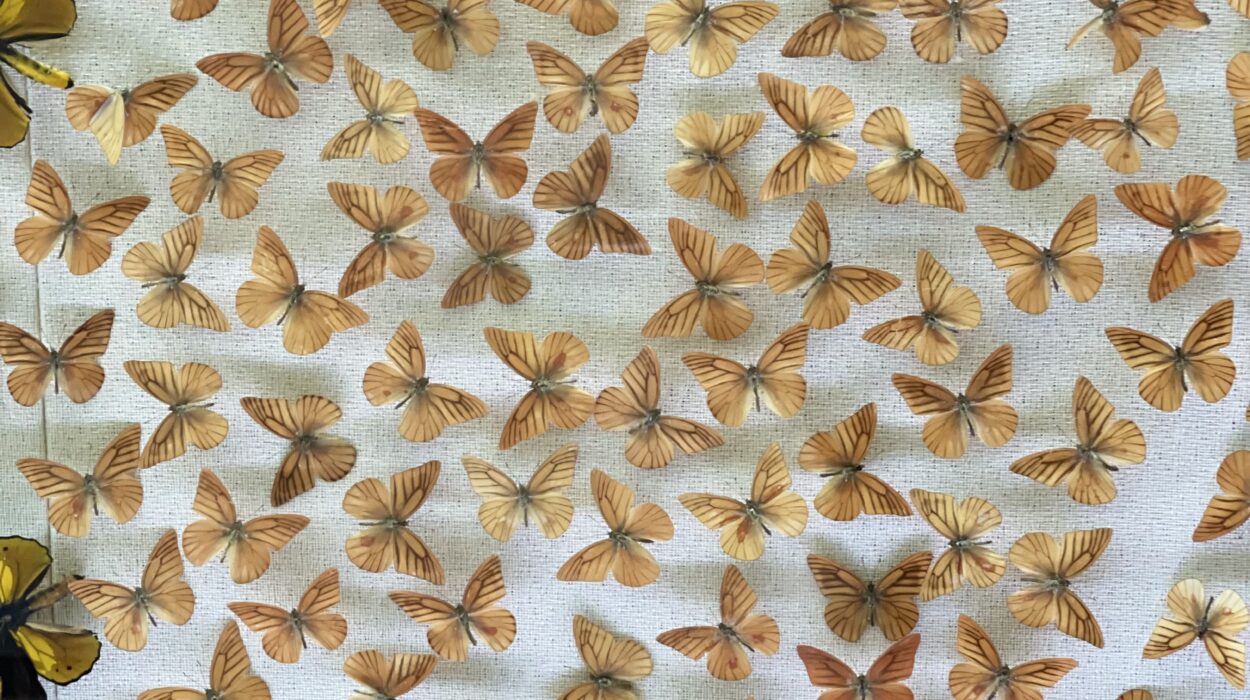 2024 11 07 Zeperito Wonderland