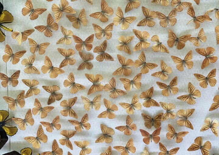 2024 11 07 Zeperito Wonderland