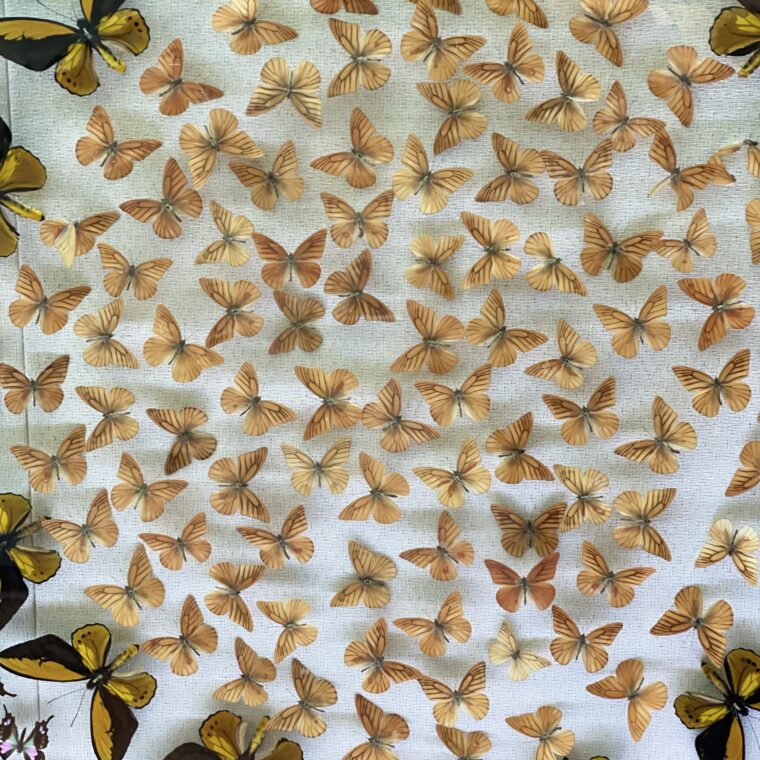 2024 11 07 Zeperito Wonderland