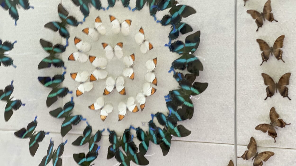 2024 11 08 Zeperito Wonderland